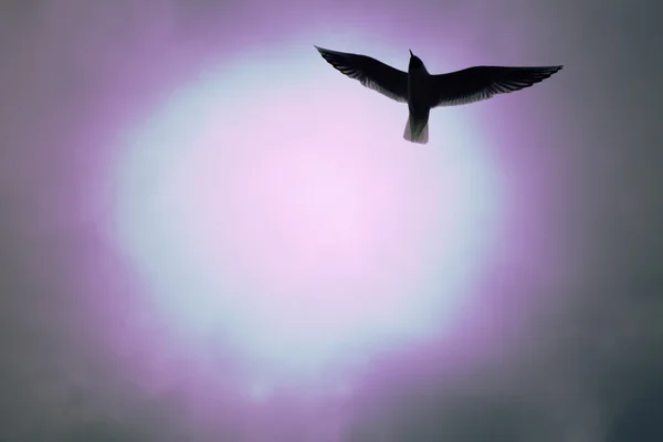 Seagull flying in the sky — Stock Photo, Image