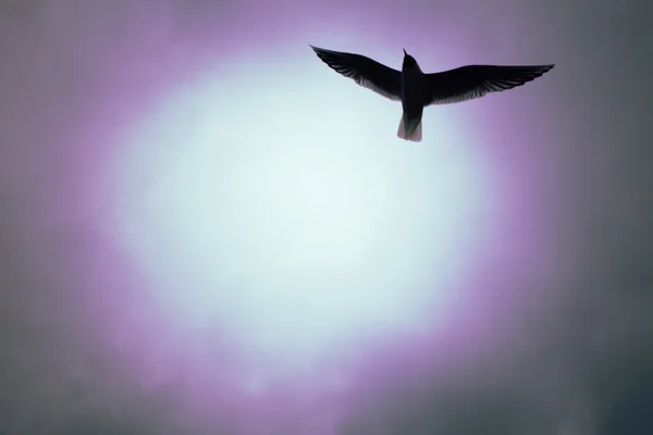 Möwe fliegt in den Himmel — Stockfoto