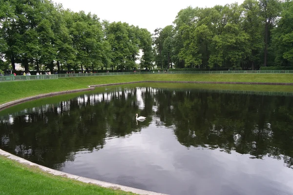 Schwan und Kreise auf dem Wasser. — Stockfoto