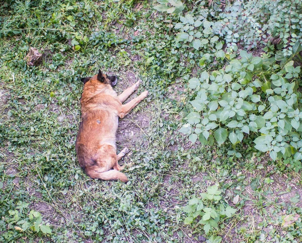 Arancione cane dormire in erba cortile — Foto Stock