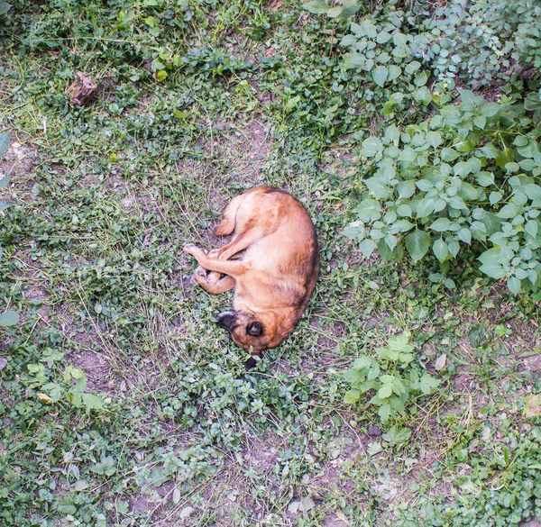 Narancssárga kutya alvó fű udvarban — Stock Fotó
