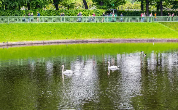 Bir su birikintisi yaz bahçesinde iki kuğu. St. Petersburg — Stok fotoğraf