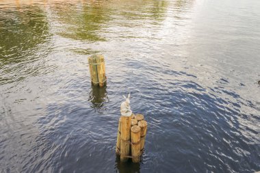 Heykelcik günlükleri ile sikkeler üzerinde oturan bir tavşan