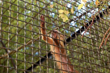 Bir arı ile oynayan maymun