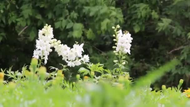 Witte bloem op wind — Stockvideo
