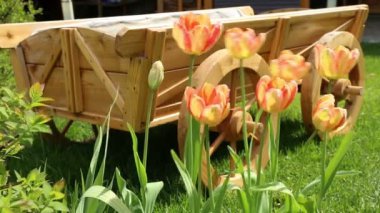 Lale ve Çiçeklik'ın bahçesinde