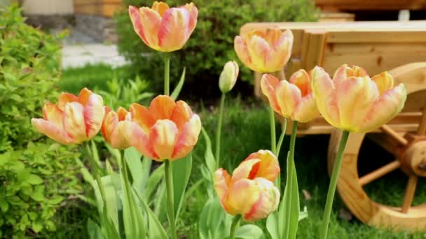 Tulpen en bloem bed op het gazon — Stockvideo