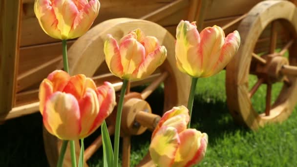 Tulipany i kwiat łóżko na trawniku — Wideo stockowe