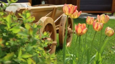 Lale ve Çiçeklik'ın bahçesinde