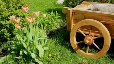 Lale ve Çiçeklik'ın bahçesinde