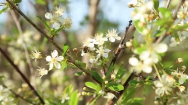 ağaç çiçek pollinating arı