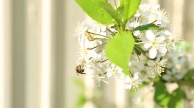 ağaç çiçek pollinating arı