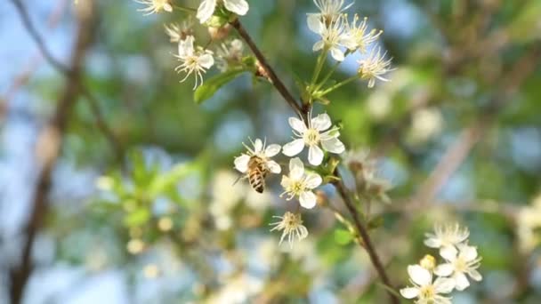 Пчела опыляет цветы на дереве — стоковое видео