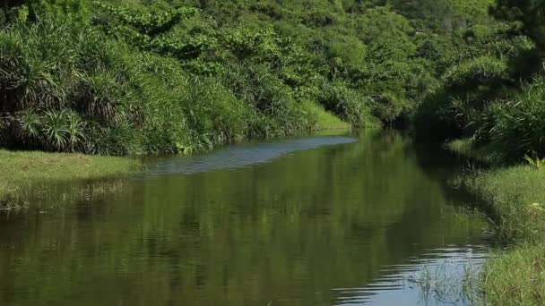 Río de montaña en la provincia de Phu yen Vietnam — Vídeos de Stock