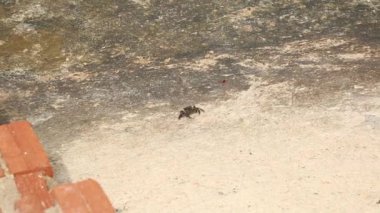 bir betonarme döşeme üzerinde sürünerek Yengeç