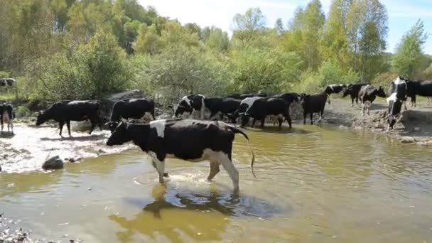 Een kudde koeien gaat naar de gieter gat — Stockvideo