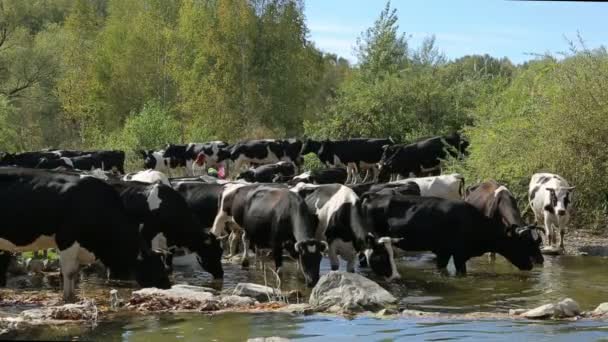 Een kudde koeien gaat naar de gieter gat — Stockvideo