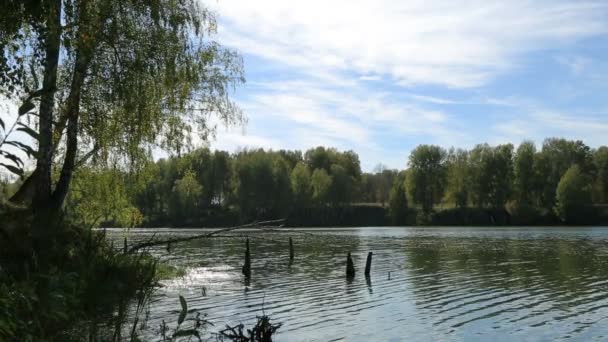 Lago na floresta — Vídeo de Stock