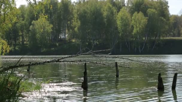 Lago na floresta — Vídeo de Stock