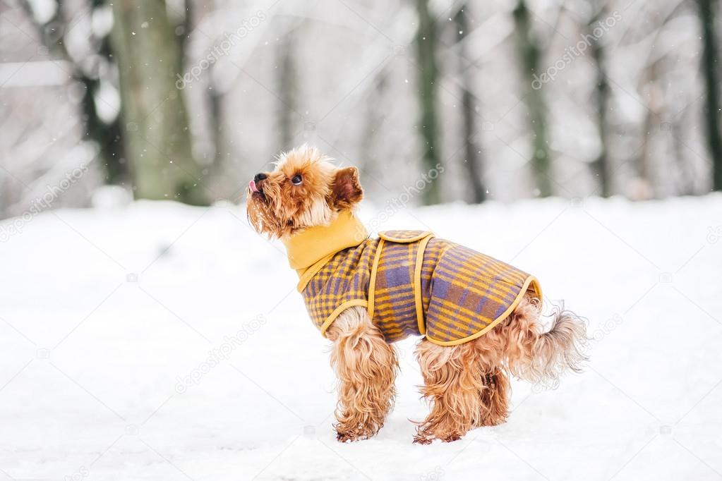 Yorkshire terrier in the snow wearing
