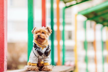 Yorkshire terrier sokakta müzik dinleme