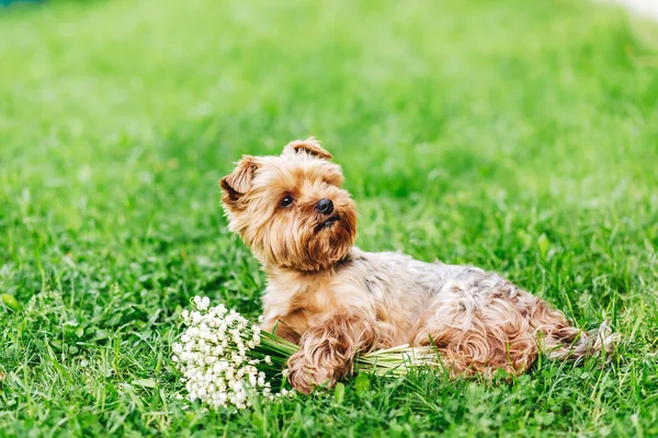 Beautiful Yorkshire Terrier Dog with bouquet — Stock Photo, Image