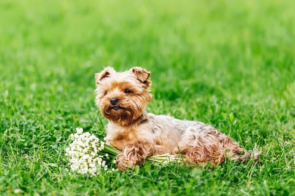 Vackra Yorkshire Terrier hund med bukett — Stockfoto