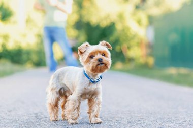 Yorkshire terrier köpek eğitmeni yakınındaki çimenlerin üzerinde siting