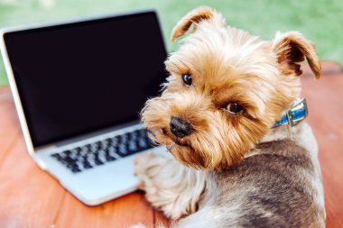 Bir Yorkshire Terrier köpeğinin portresi. Bir otlağın üzerinde dizüstü bilgisayarın önünde.