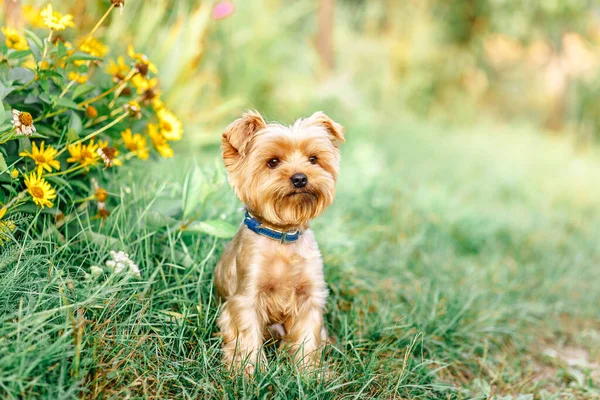 Close Portrait Pretty Sweet Small Little Dog Yorkshire Terrier Collar — Stock Photo, Image