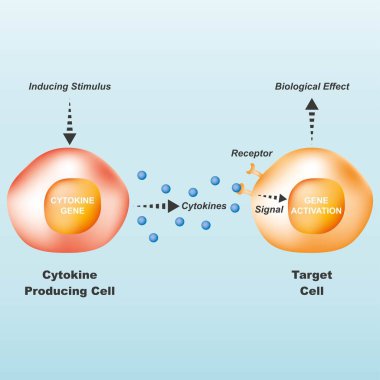 Cytokine Cell Signaling Pathway Vector Illustration Showing Immune Response Mechanism and Gene Activation