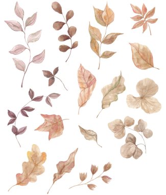 Sonbahar kompozisyonu, çelenkler. Suluboya dokusu. Kuru sonbahar yaprakları. Dekor, Kasım, Ekim. Dekorasyon için elementler. Orman kompozisyonları. Çilekler.