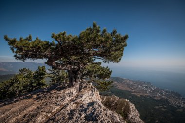 Kırım çam bir kayanın üzerinde