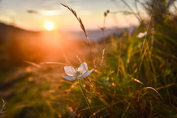Dağlar bir arka plan üzerinde çiçek