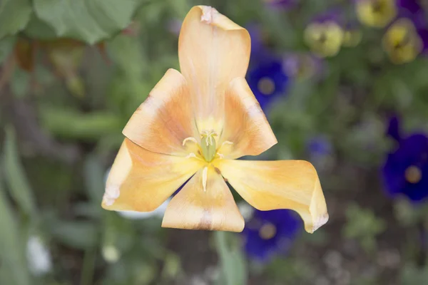 Tulipe orange. fleur — Photo
