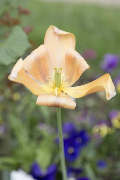 Помаранчевий Tulip. квітка — стокове фото