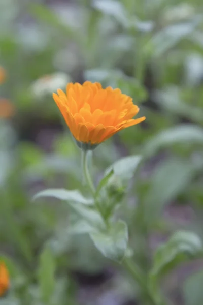 Primer Plano Flor Naranja Sobre Fondo Borroso — Foto de Stock