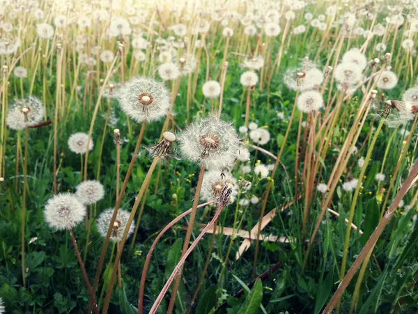 Closeup Dandelions Field Daytime — Stock Photo, Image