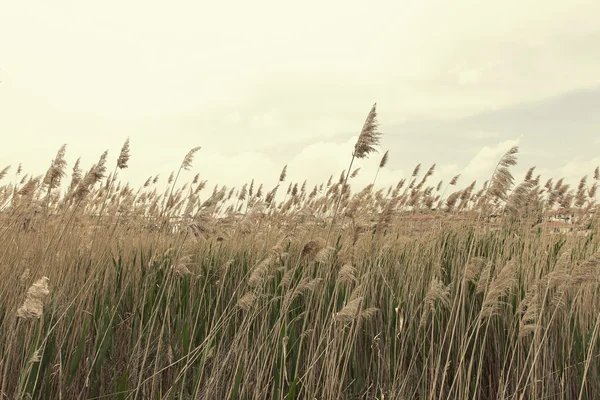 sazlar, gökyüzü, bulut ve güneş ışığı. doğa arkaplanı 