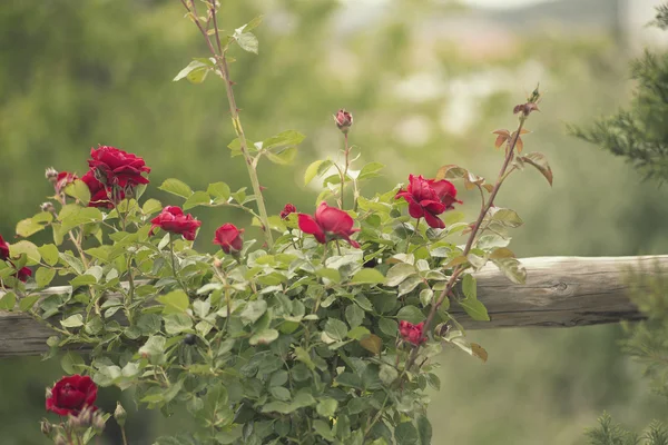 Rose rosse luminose — Foto Stock