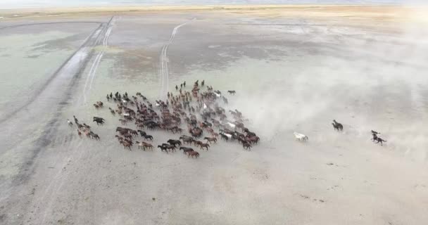 Een Kudde Volbloed Paarden Paardenkudde Rennen Snel Woestijnstof Tegen Dramatische — Stockvideo