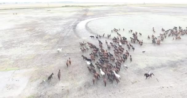 Hjord Fullblod Hästar Hästbesättningen Springer Snabbt Ökendamm Mot Den Dramatiska — Stockvideo