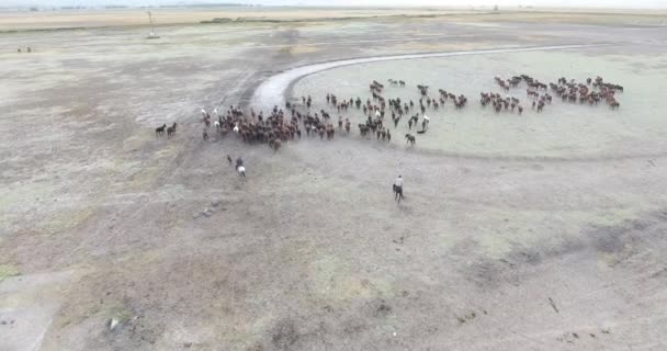 Hjord Fullblod Hästar Hästbesättningen Springer Snabbt Ökendamm Mot Den Dramatiska — Stockvideo