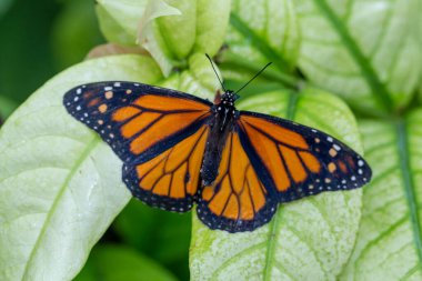Yaz günü bir çiçekte kelebek