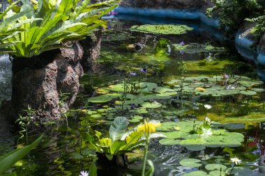 Gölette güzel çiçekler.