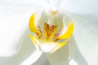 Hafif arkaplanda beyaz orkide çiçeği