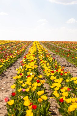 Güzel lale bahçesi. Yaz güneşi ve çiçek bahçesi 