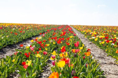 Güzel lale bahçesi. Yaz güneşi ve çiçek bahçesi 