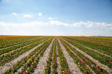 Güzel lale bahçesi. Yaz güneşi ve çiçek bahçesi 