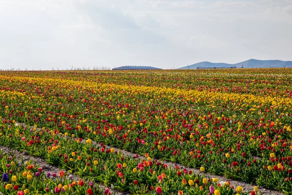 Gyönyörű Tulipánkert Nyári Nap Virágkert — Stock Fotó